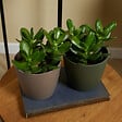BLOOMIQUE - Crassula Ovata Arbre Magique - Plante de Jade - Plantes d'intérieur - H. 15-20 cm - P. 12 cm - vignette