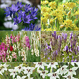 BLOOMIQUE - Mélange de 200 - Bulbes Super Mix - Pousse jusqu'à 30-60 cm - vignette