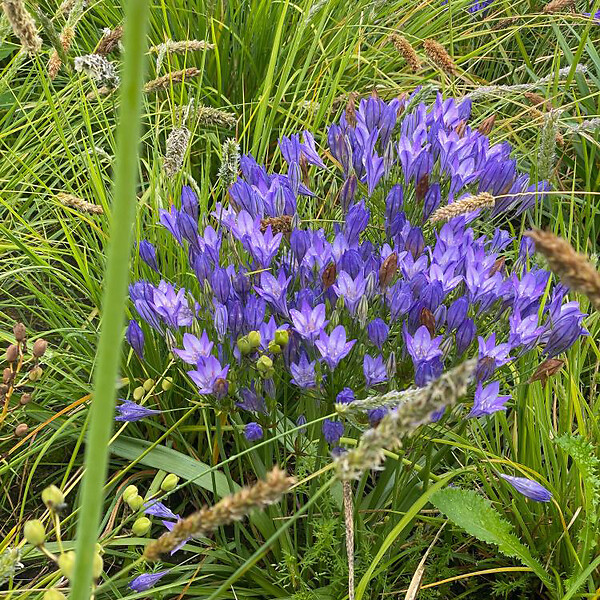 BLOOMIQUE - Mélange de 200 - Bulbes Super Mix - Pousse jusqu'à 30-60 cm - large