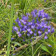 BLOOMIQUE - Mélange de 200 - Bulbes Super Mix - Pousse jusqu'à 30-60 cm - vignette