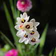 BLOOMIQUE - Mélange de 200 - Bulbes Super Mix - Pousse jusqu'à 30-60 cm - vignette