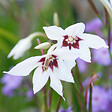 BLOOMIQUE - Mélange de 200 - Bulbes Super Mix - Pousse jusqu'à 30-60 cm - vignette
