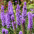BLOOMIQUE - Mélange de 200 - Bulbes Super Mix - Pousse jusqu'à 30-60 cm - vignette