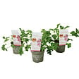 PLANT IN A BOX - Géranium - Set de 3 - Pelargonium 'Pink Capitatum' - Hauteur 15-25cm - ⌀10cm - vignette