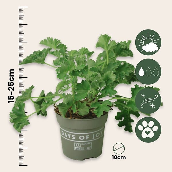PLANT IN A BOX - Géranium - Set de 3 - Pelargonium 'Pink Capitatum' - Hauteur 15-25cm - ⌀10cm - large