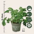 PLANT IN A BOX - Géranium - Set de 3 - Pelargonium 'Pink Capitatum' - Hauteur 15-25cm - ⌀10cm - vignette