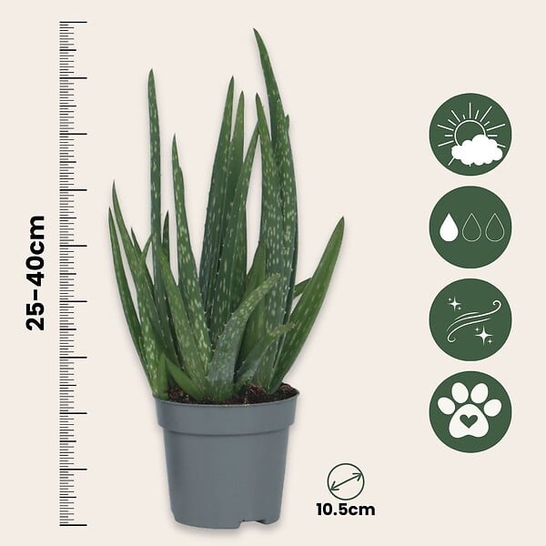PLANT IN A BOX - Aloe vera - Set de 2 - Aloe barbadensis - Hauteur 25-40cm - ⌀10,5cm - large