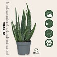 PLANT IN A BOX - Aloe vera - Set de 2 - Aloe barbadensis - Hauteur 25-40cm - ⌀10,5cm - vignette