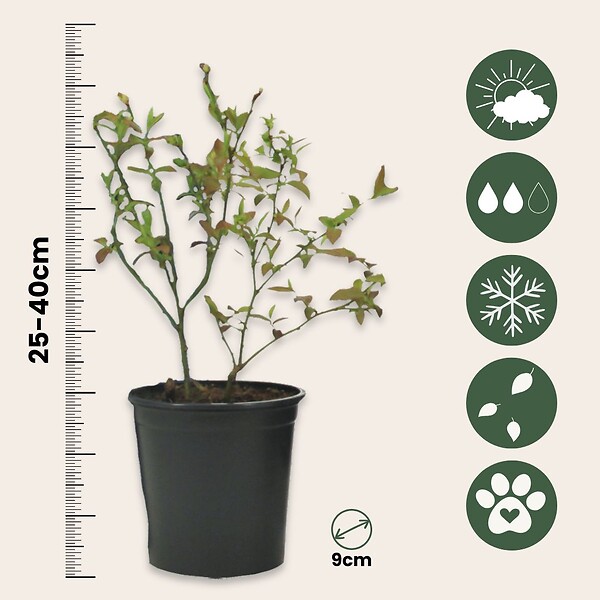 PLANT IN A BOX - Myrtille - Set de 6 - Vaccinium corymbosum 'Sunshine Blue' - H25-40cm - ⌀9cm - large
