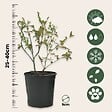 PLANT IN A BOX - Myrtille - Set de 6 - Vaccinium corymbosum 'Sunshine Blue' - H25-40cm - ⌀9cm - vignette