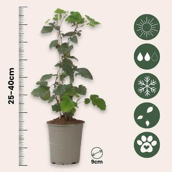 PLANT IN A BOX - Plante de mûre - Lot de 3 - Rubus Thornless - Hauteur 25-40cm - ⌀9cm - large