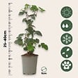 PLANT IN A BOX - Plante de mûre - Lot de 3 - Rubus Thornless - Hauteur 25-40cm - ⌀9cm - vignette