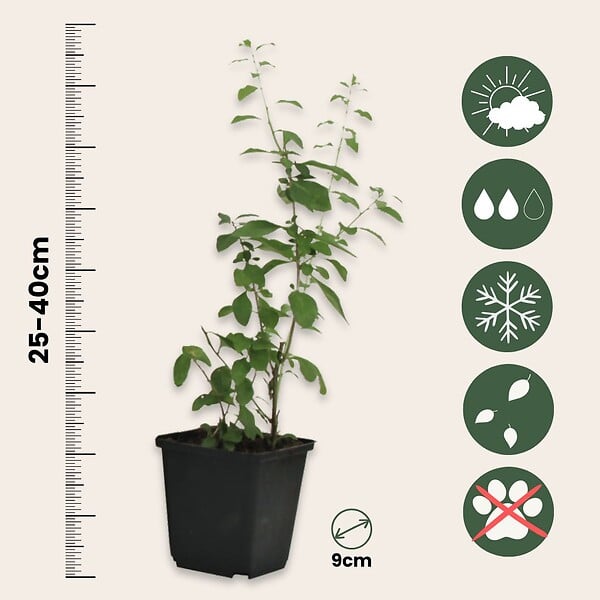 PLANT IN A BOX - Baie de Goji - Set de 3 - Lycium barbarum - Hauteur 25-40cm - ⌀9cm - large