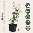 PLANT IN A BOX - Baie de Goji - Set de 3 - Lycium barbarum - Hauteur 25-40cm - ⌀9cm - vignette