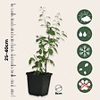 PLANT IN A BOX - Baie de Goji - Set de 6 - Lycium barbarum - Hauteur 25-40cm - ⌀9cm - vignette