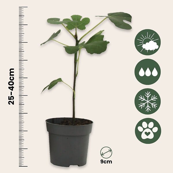 PLANT IN A BOX - Figuier de Barbarie - Set de 2 - Ficus carica 'Brown Turkey' - H25-40cm - ⌀9cm - large