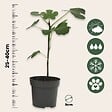 PLANT IN A BOX - Figuier de Barbarie - Set de 2 - Ficus carica 'Brown Turkey' - H25-40cm - ⌀9cm - vignette