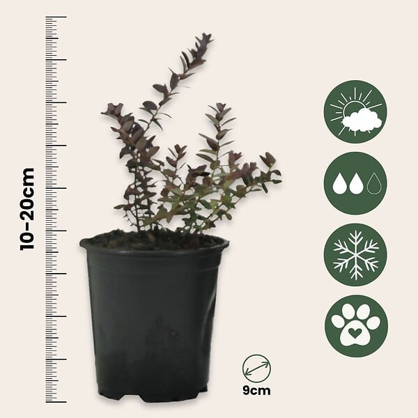 PLANT IN A BOX - Canneberge - Set de 3 - Vaccinium macrocarpon 'Cranberry' - H10-20cm - ⌀9cm - large