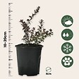 PLANT IN A BOX - Canneberge - Set de 3 - Vaccinium macrocarpon 'Cranberry' - H10-20cm - ⌀9cm - vignette