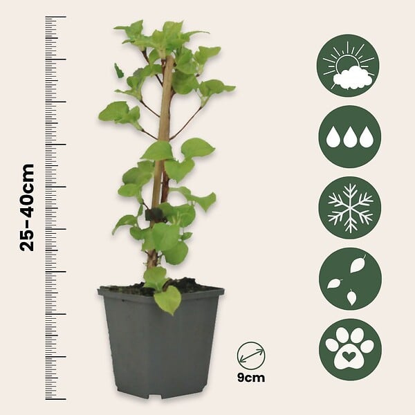 PLANT IN A BOX - Hortensia grimpant - Set de 3 - Hydrangea anomale petiolaris - H25-40cm - ⌀9cm - large