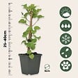 PLANT IN A BOX - Hortensia grimpant - Set de 3 - Hydrangea anomale petiolaris - H25-40cm - ⌀9cm - vignette
