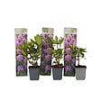 PLANT IN A BOX - Buisson à fleurs - Set de 3 - Rhododendron 'Catawbiense' - H25-40cm - ⌀9cm - vignette