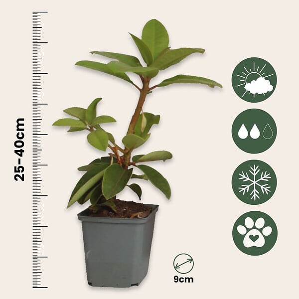 PLANT IN A BOX - Buisson à fleurs - Set de 3 - Rhododendron 'Catawbiense' - H25-40cm - ⌀9cm - large