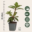 PLANT IN A BOX - Buisson à fleurs - Set de 3 - Rhododendron 'Catawbiense' - H25-40cm - ⌀9cm - vignette