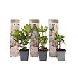 PLANT IN A BOX - Buisson à fleurs - Set de 3 - Rhododendron 'Cunningham' - H25-40cm - ⌀9cm - vignette
