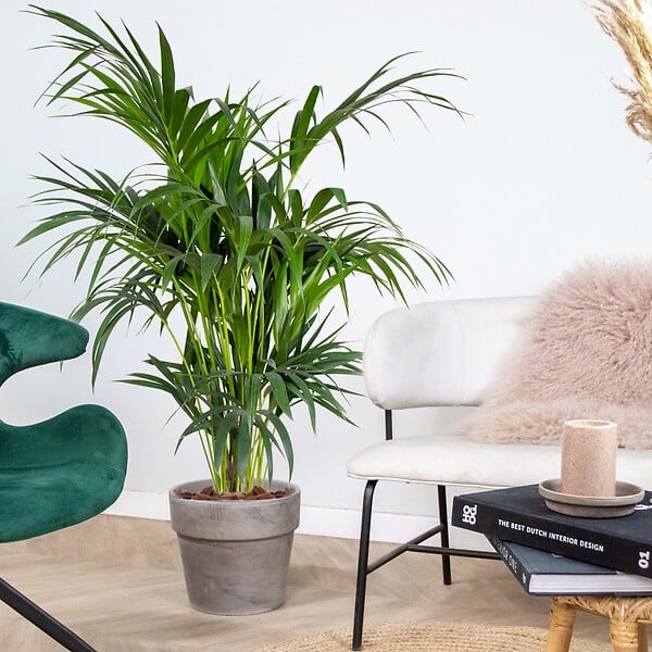 BLOOMIQUE - Howea Forsteriana - Palmier Kentia - Plante d’intérieur - Dépolluante - H. 120-140 cm - P. 24 cm - large