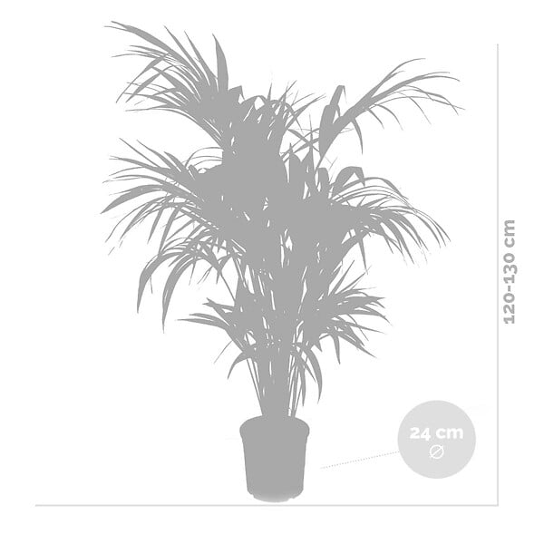 BLOOMIQUE - Howea Forsteriana - Palmier Kentia - Plante d’intérieur - Dépolluante - H. 120-140 cm - P. 24 cm - large