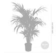 BLOOMIQUE - Howea Forsteriana - Palmier Kentia - Plante d’intérieur - Dépolluante - H. 120-140 cm - P. 24 cm - vignette