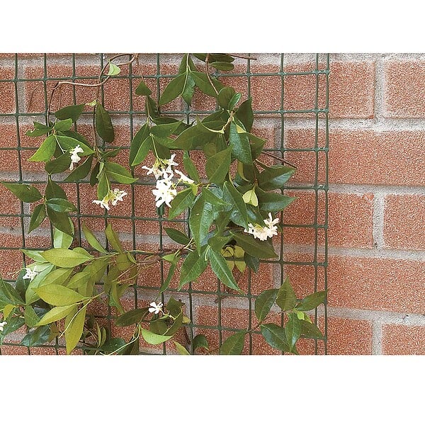 TENAX - Grillage pour plante grimpante Taille 0.5 x 5 m - large
