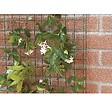 TENAX - Grillage pour plante grimpante Taille 0.5 x 5 m - vignette