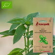 ASSOCIATION KOKOPELLI - Basilic Eleonora- Graines bio à semer - vignette