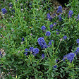 ARBORIX - 2 x Lilas de Californie 'Edinburgh' - Ceanothus 'Edinburgh'  - 30-40 cm pot - vignette