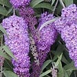 ARBORIX - 2 x Arbre aux papillons - Buddleja davidii 'Nanho Blue'  - 40-60 cm pot - vignette