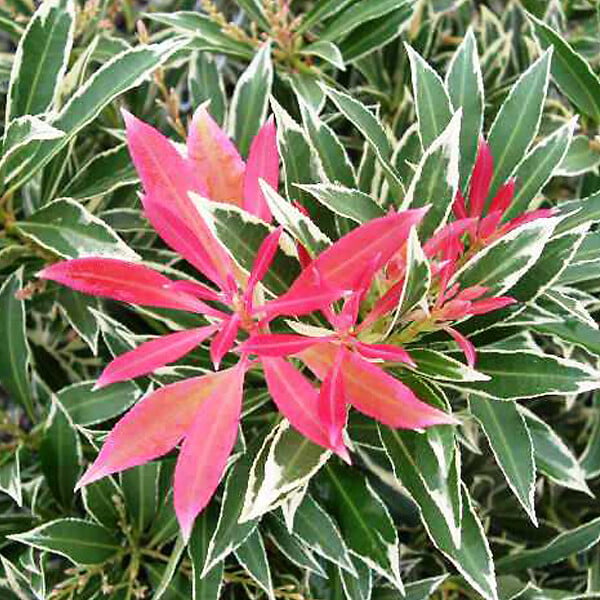 ARBORIX - Andromède 'Flaming Silver' - Pieris 'Flaming Silver'  - 30-40 cm pot - large