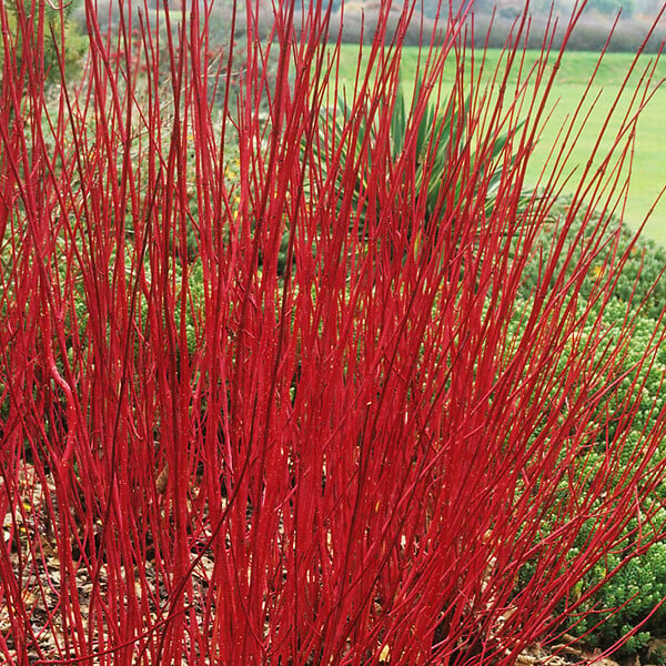 ARBORIX - 2 x Cornouiller blanc 'Sibirica' - Cornus Alba 'Sibirica'  - 60-80 cm pot - large