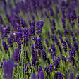 ARBORIX - 6 x Lavande vraie 'Hidcote' - Lavandula Angustifolia 'Hidcote'  - godet 9cm x 9cm - vignette