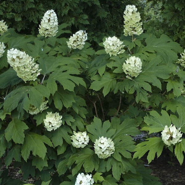 ARBORIX - Hortensia à feuilles de chêne 'Snow Queen' - Hydrangea Quercifolia 'Snow Queen'  - 50-60 cm pot - large