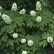ARBORIX - Hortensia à feuilles de chêne 'Snow Queen' - Hydrangea Quercifolia 'Snow Queen'  - 50-60 cm pot - vignette