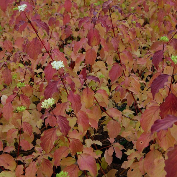 ARBORIX - 2 x Cornouiller sanguin 'Winter Beauty' - Cornus Sanguinea 'Winter Beauty'  - 40-60 cm pot - large