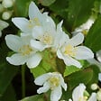 ARBORIX - 2 x Deutzia gracilis - Deutzia Gracilis  - 30-40 cm pot - vignette