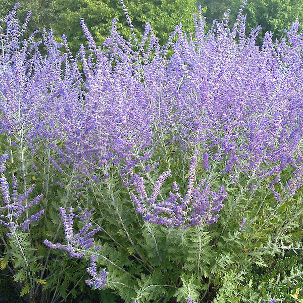 ARBORIX - 2 x Sauge d'Afghanistan 'Blue Spire' - Perovskia 'Blue Spire'  - 30-40 cm pot - large