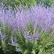ARBORIX - 2 x Sauge d'Afghanistan 'Blue Spire' - Perovskia 'Blue Spire'  - 30-40 cm pot - vignette