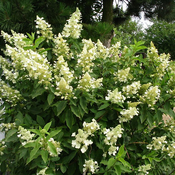 ARBORIX - 2 x Hortensia paniculé 'Kyushu' - Hydrangea Paniculata 'Kyushu'  - 40-50 cm pot - large