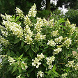 ARBORIX - 2 x Hortensia paniculé 'Kyushu' - Hydrangea Paniculata 'Kyushu'  - 40-50 cm pot - vignette
