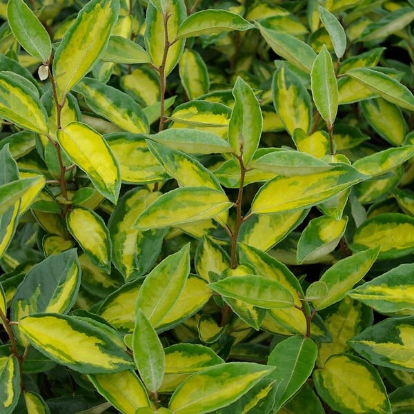 ARBORIX - 2 x Chalef 'Limelight' - Elaeagnus Ebbingei 'Limelight'  - 30-40 cm pot - large