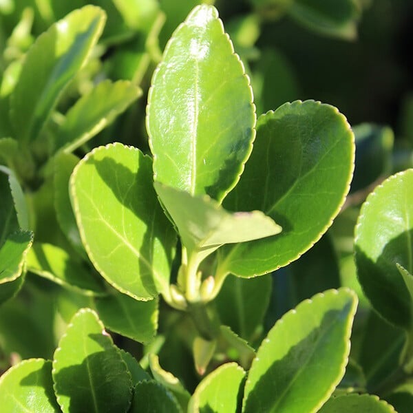 ARBORIX - Fusain du Japon - Euonymus Japonicus  - 60-80 cm pot - large